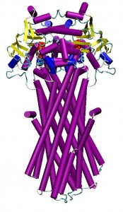 structure of P-gp